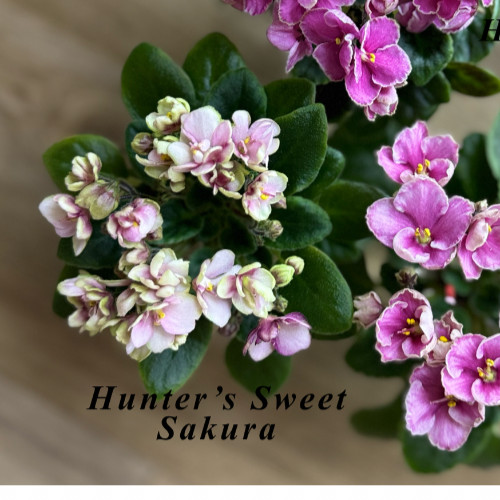 Sakura dolce del cacciatore